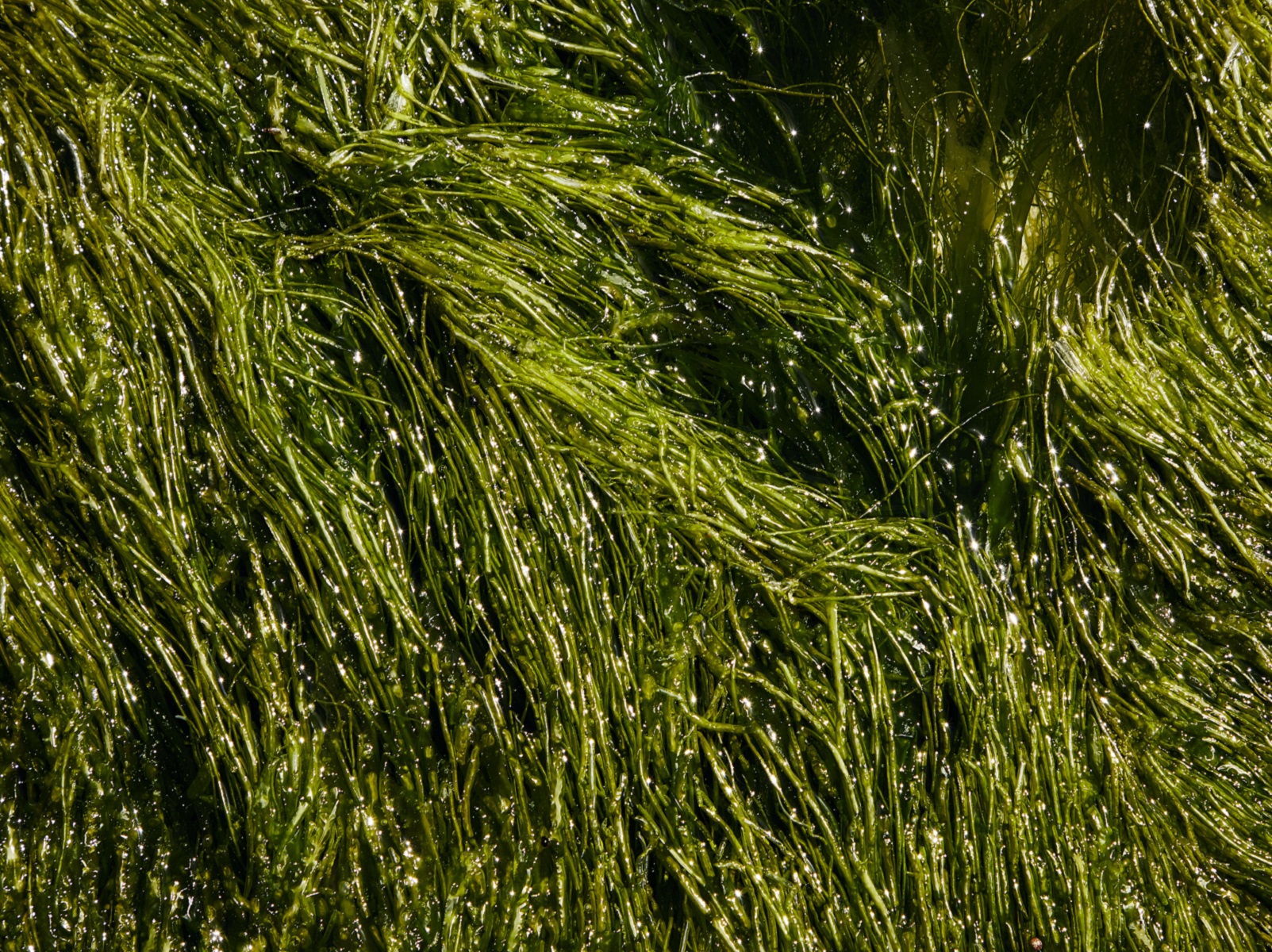 2112 seaweed pexels laker website 3 4